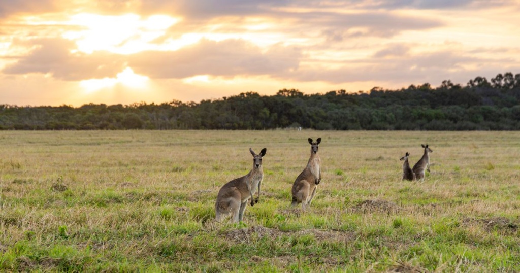 Kangaroos